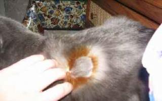 Skin diseases in cats: types, symptoms, treatment