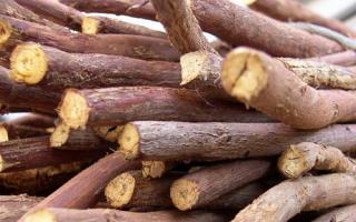Licorice root syrup for children: instructions for use for coughs with dosages for different ages Licorice for weight loss
