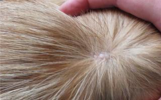 Papillomas and warts in cats Warts in cats treatment at home