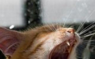 What can cause a cat to cough?