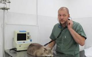 Diaré hos en katt: årsaker og behandling hjemme