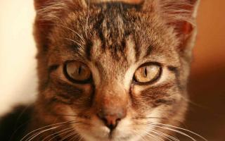 Årsaker til neseblod hos katter: hvor farlig er det?