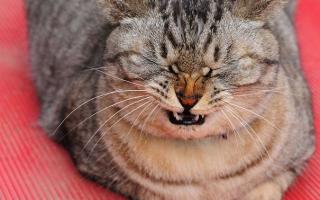 What to do if your cat sneezes blood?